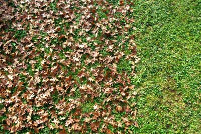 Yard After Leaf Clearing