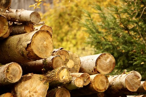 Wood Pile Removal in Brandon