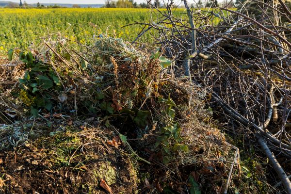 Brush Disposal in Brandon