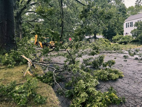 Tree Branch Disposal in Brandon