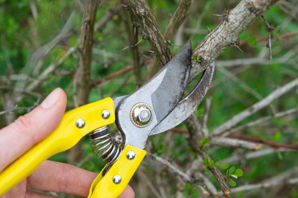 Limbs Removal in Brandon