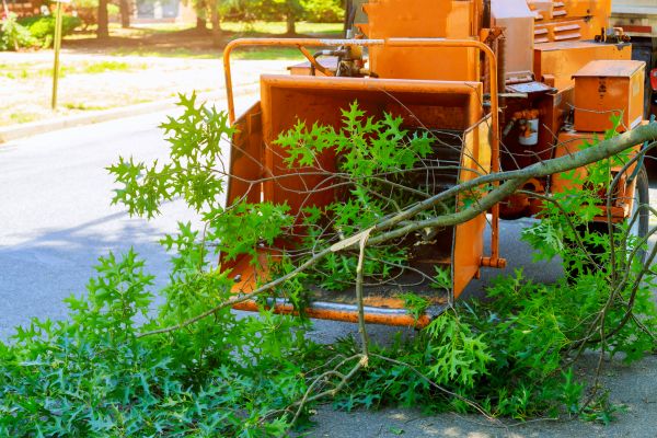 Tree Branches Removal in Brandon