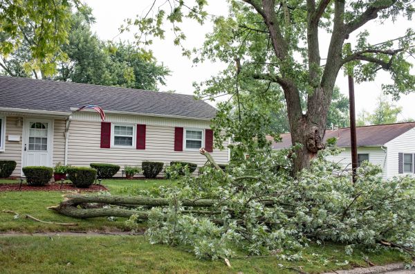 Fallen Branch Removal in Brandon