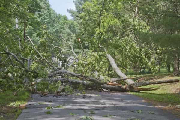 Tree Debris Removal in Brandon